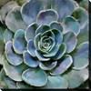 Succulent SCE7209A image 1