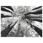 Signature Design by Ashley Ananya A8000035 Wall Art